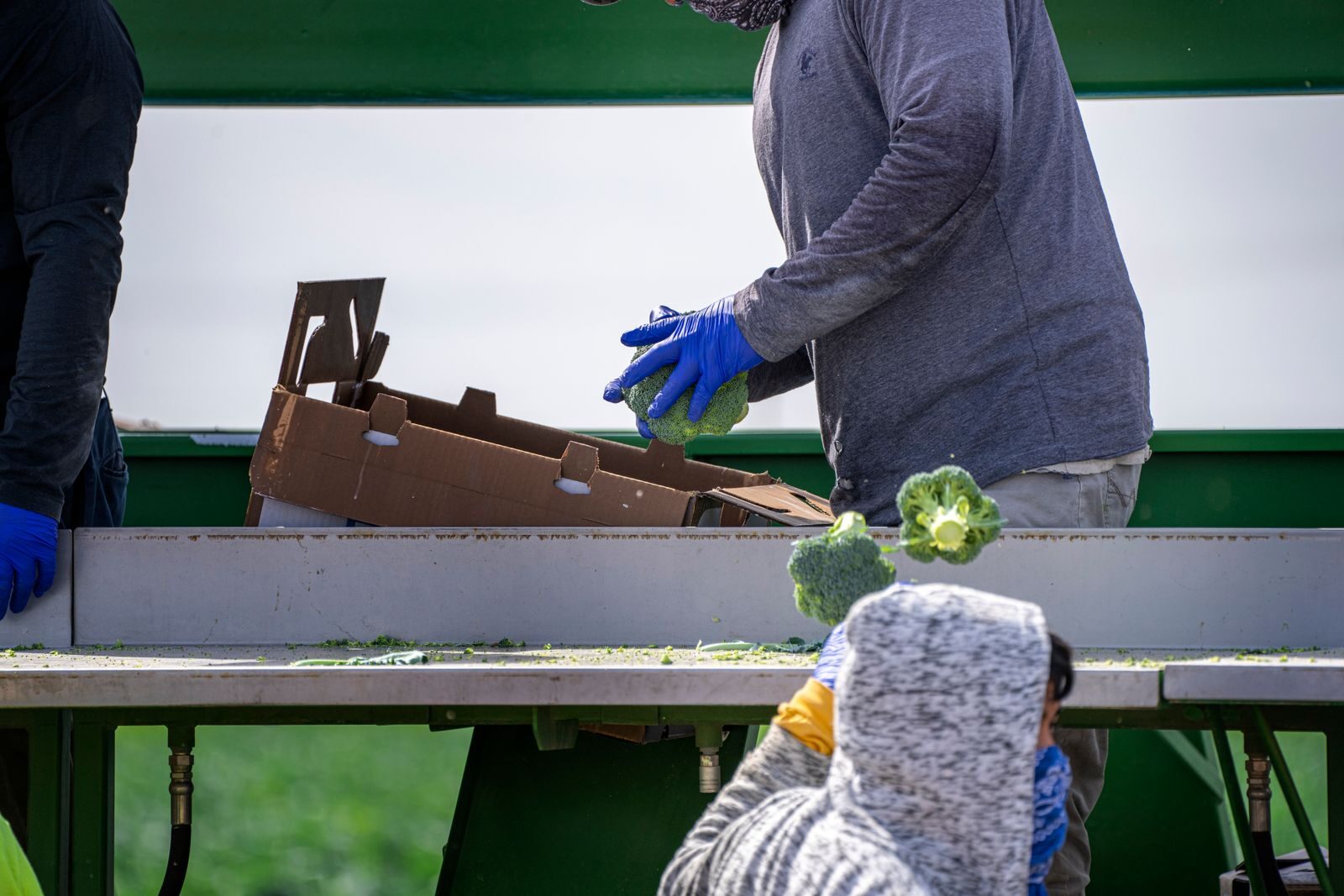 Fresh vegetables moving through a clean commercial grading line