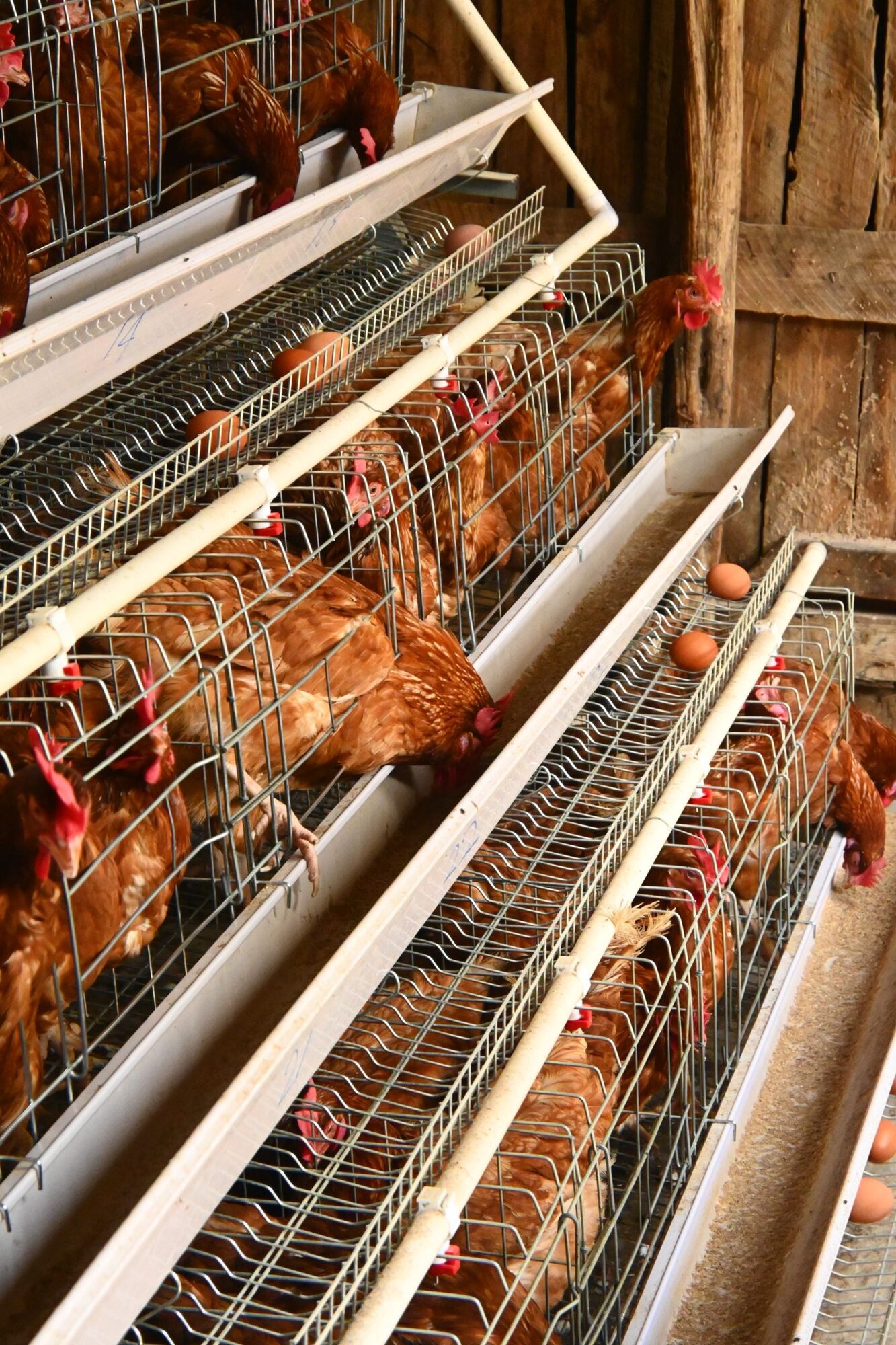 Commercial layer flock under managed housing conditions