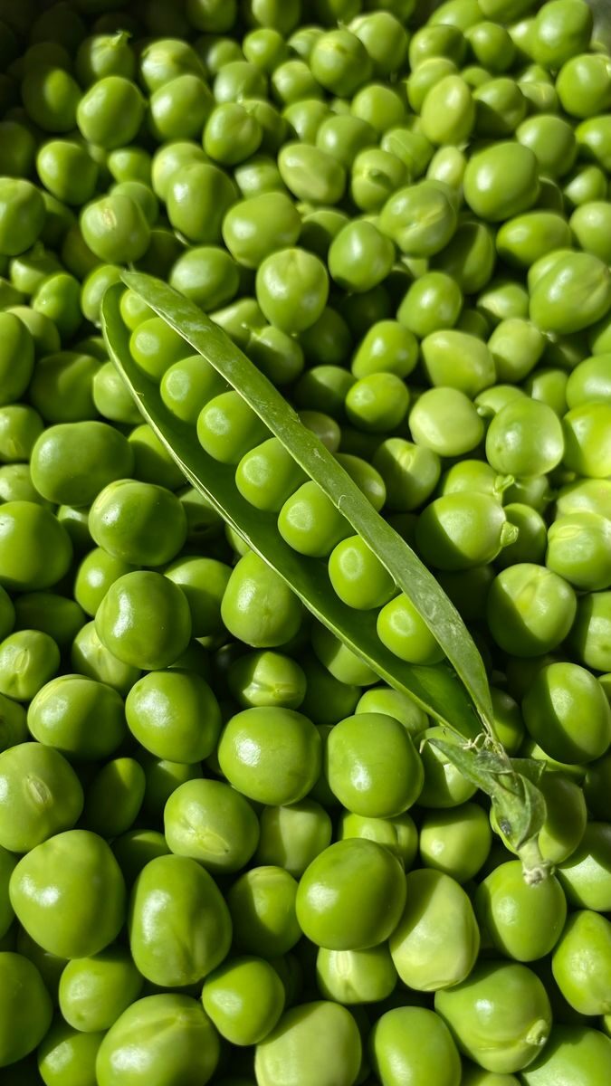 Fresh green pea pods and shelled garden peas
