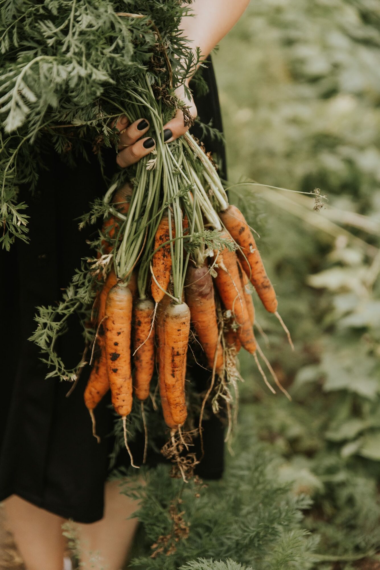 Freshly harvested carrots with green tops