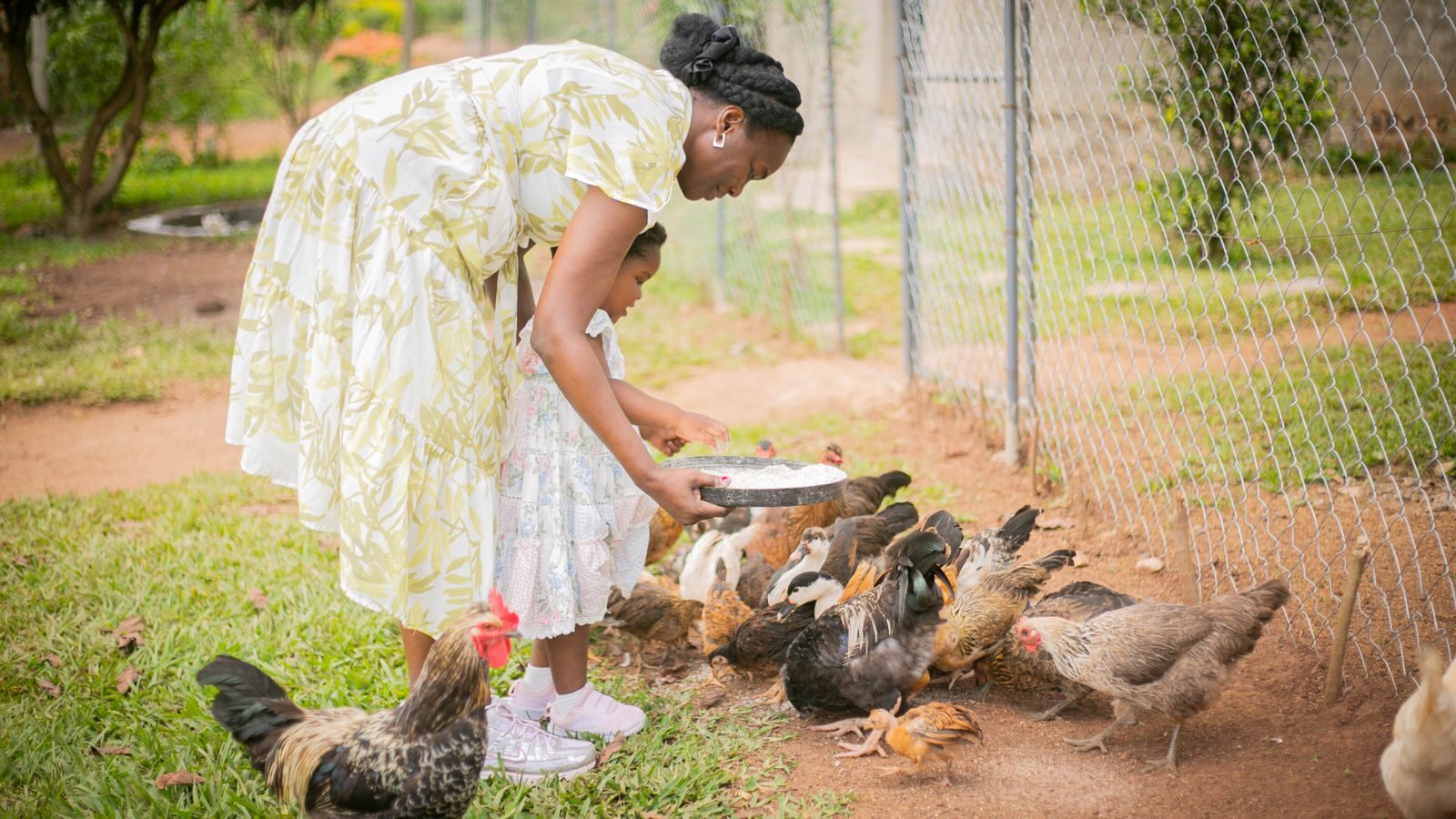 Woman caring for free-range chickens outdoors