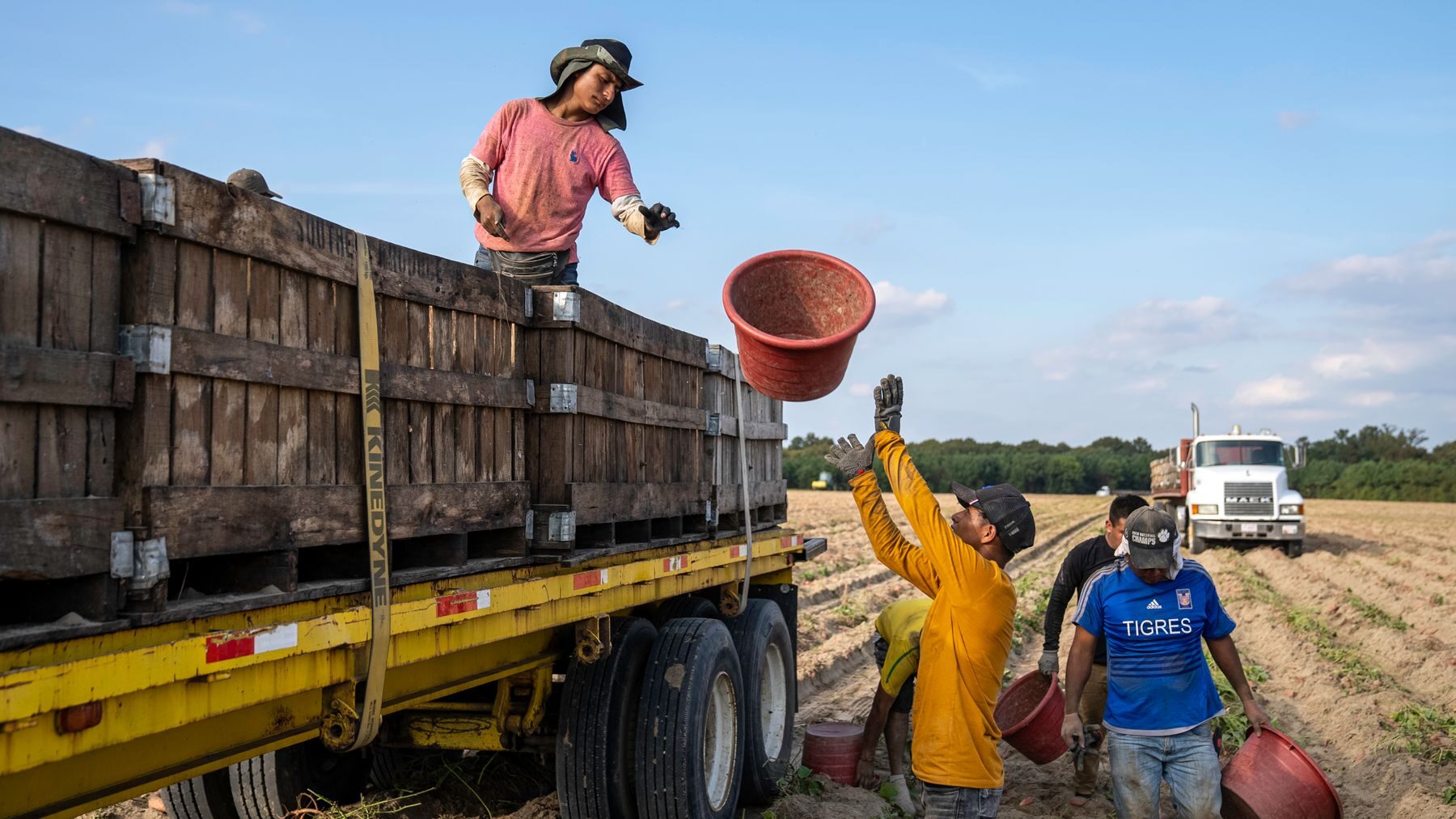 Commercial produce being loaded onto a farm truck