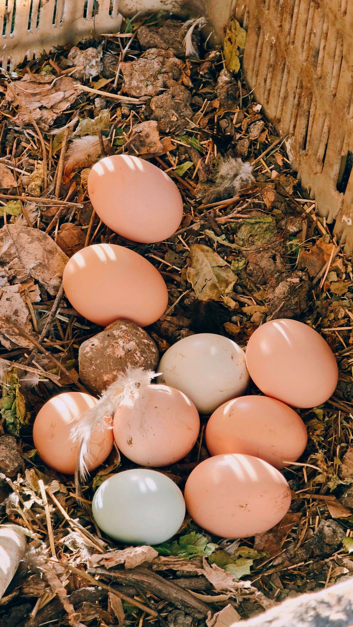 Fresh brown eggs gathered after laying