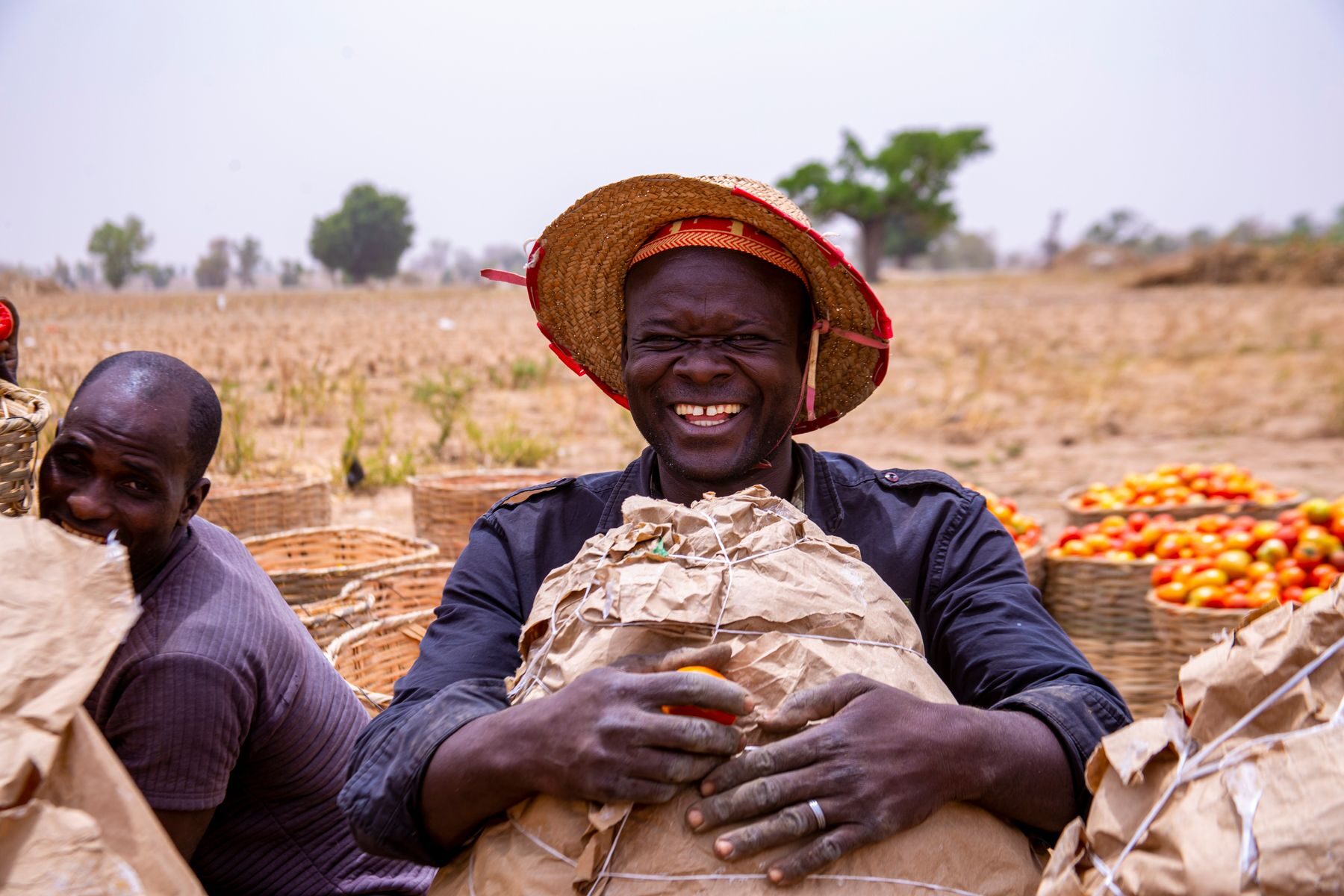 African farming team gathering harvested tomatoes in the field