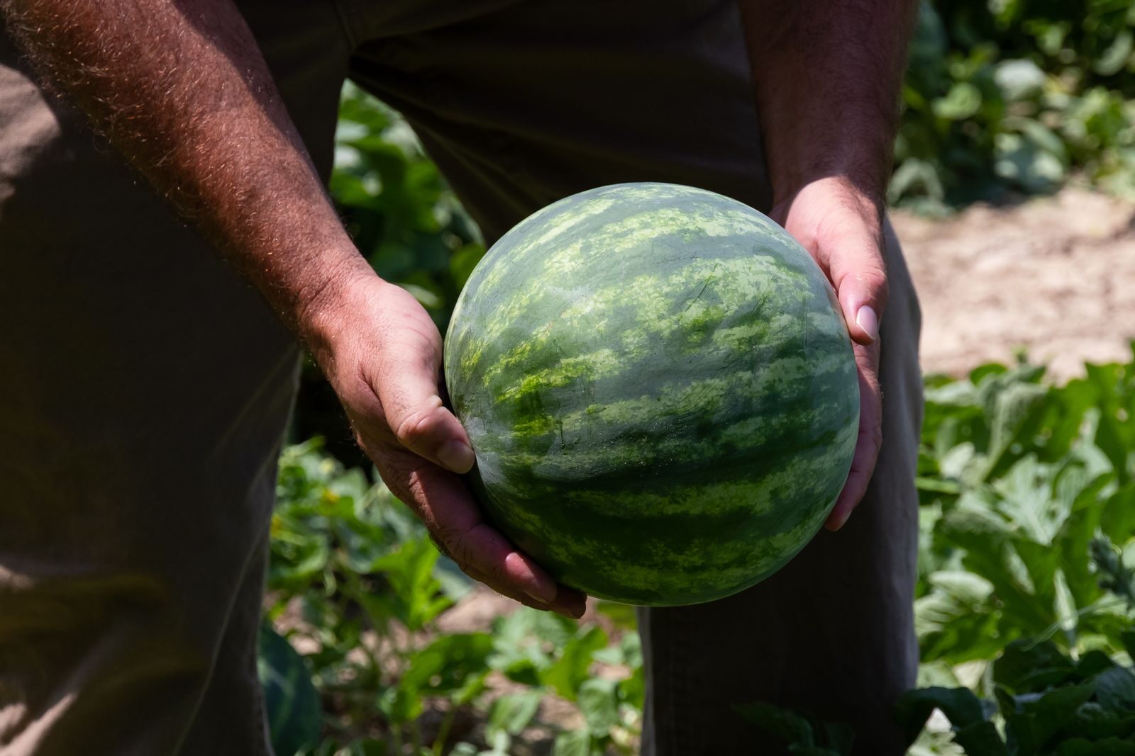 Fresh watermelon held in a cultivated field