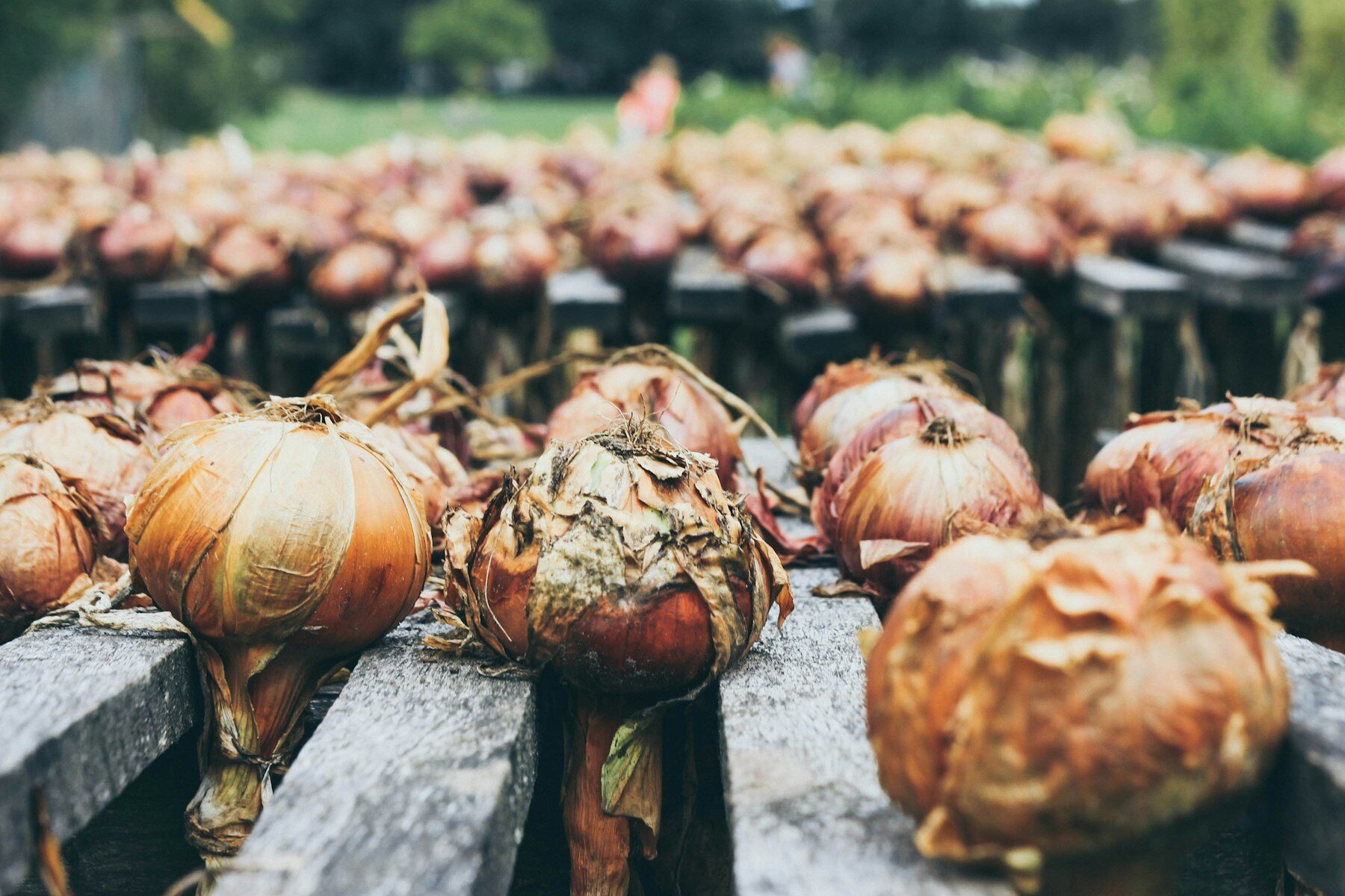 Clean brown onion bulbs arranged after harvest