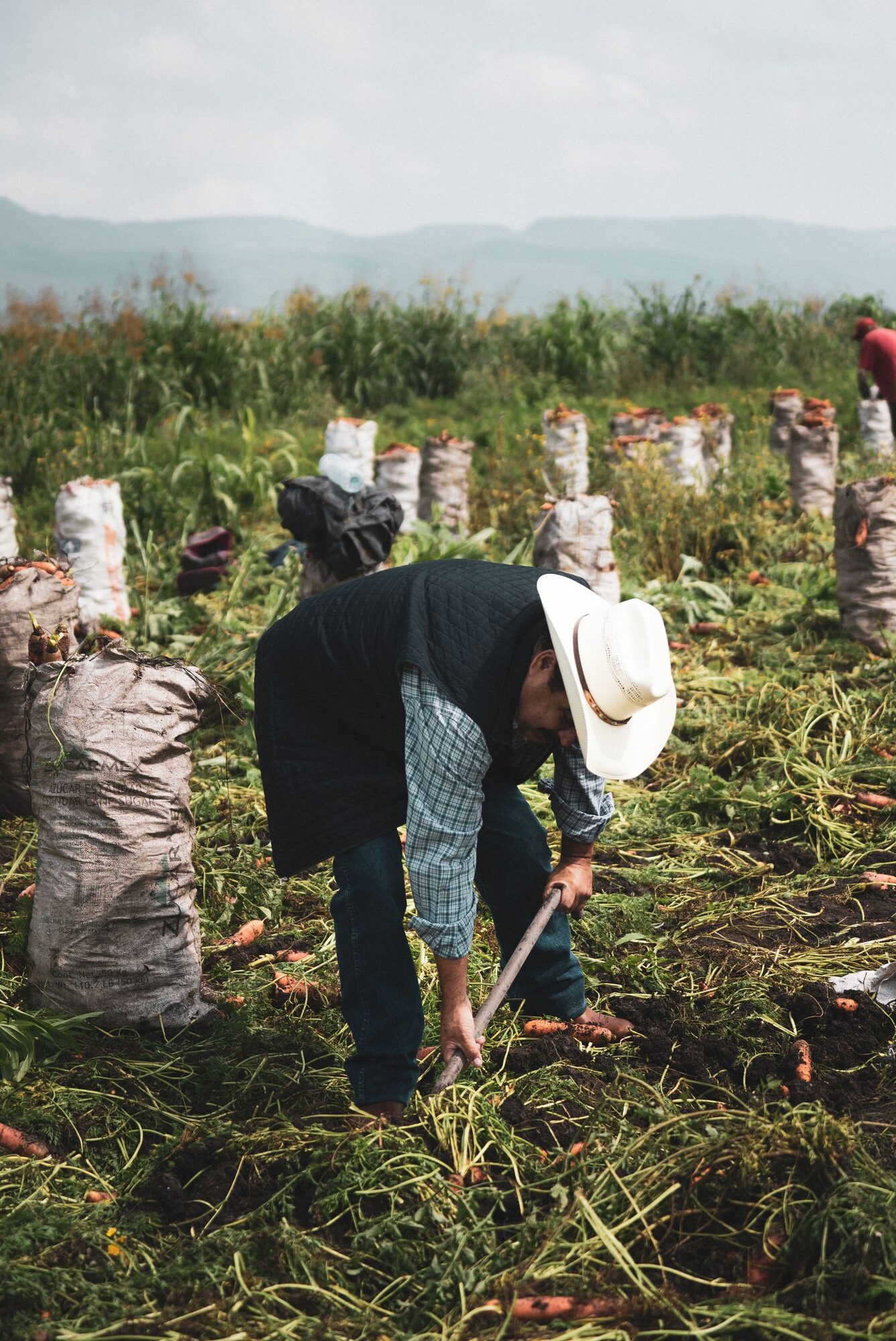 Carrots being gathered and bagged after harvest