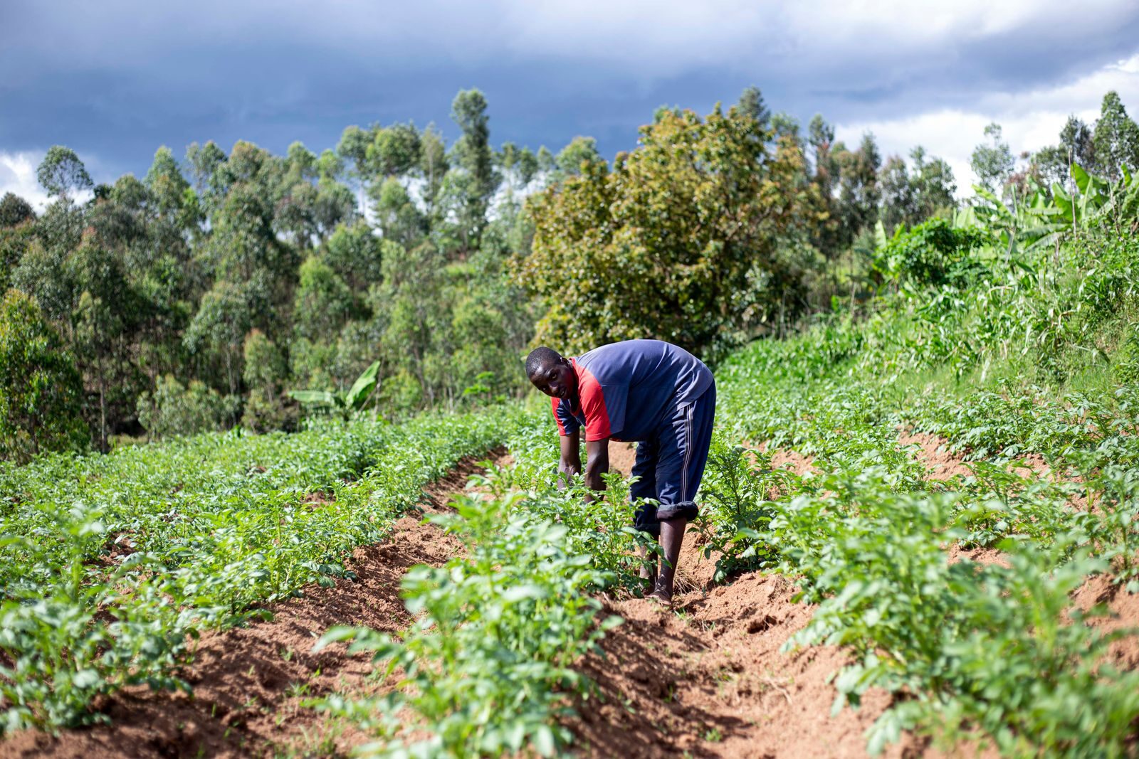 Farm worker tending a developing commercial crop