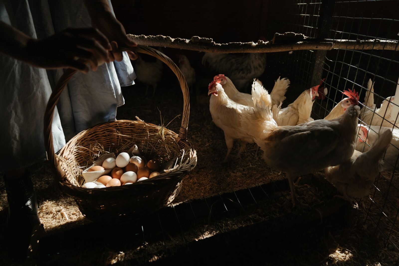 Fresh eggs collected beside healthy laying hens