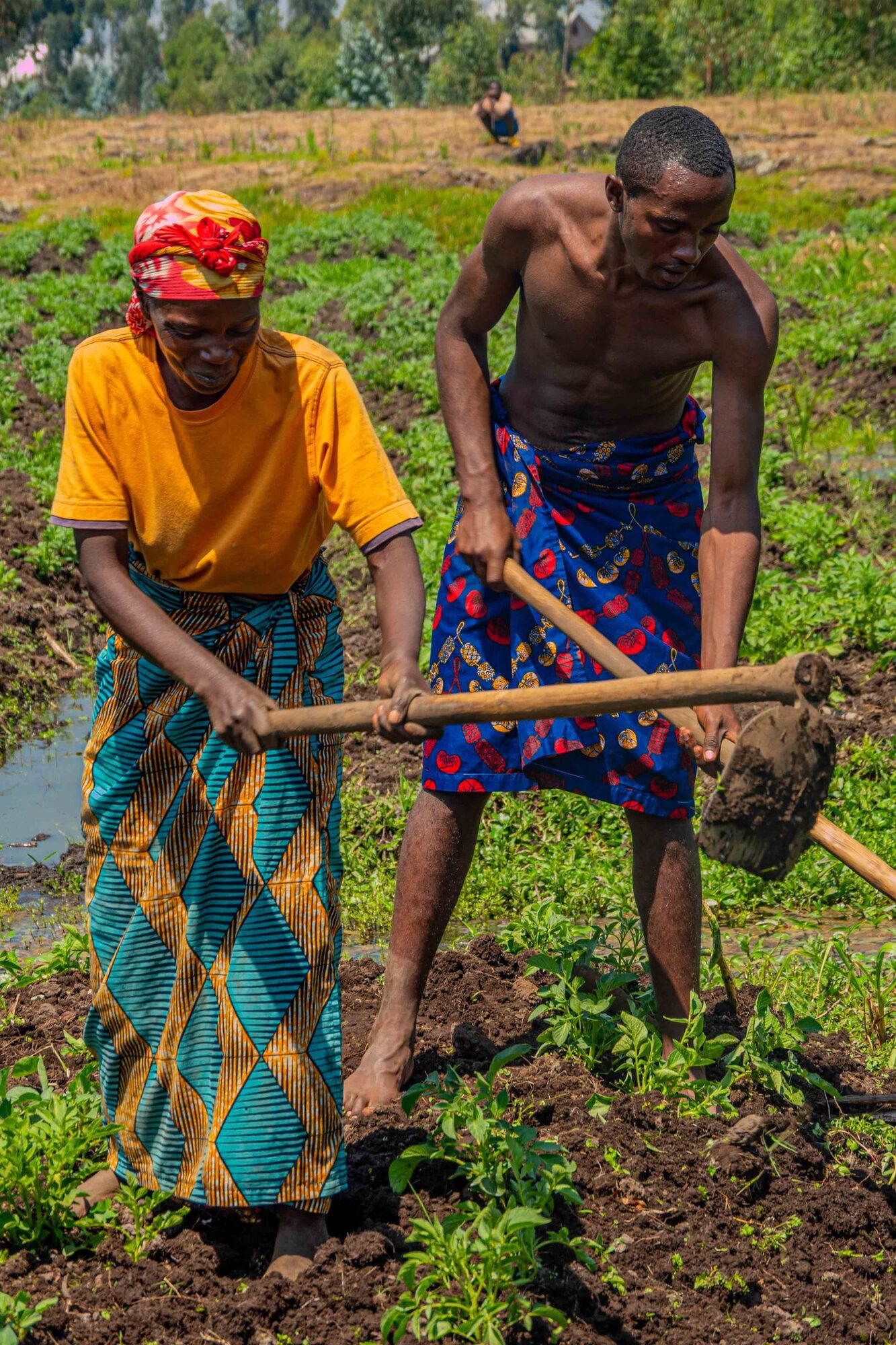 African farm workers preparing cultivated soil by hand