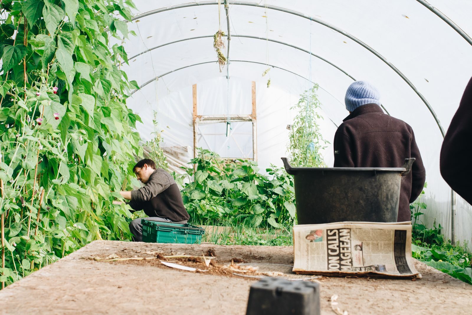 Workers managing healthy plants inside a greenhouse