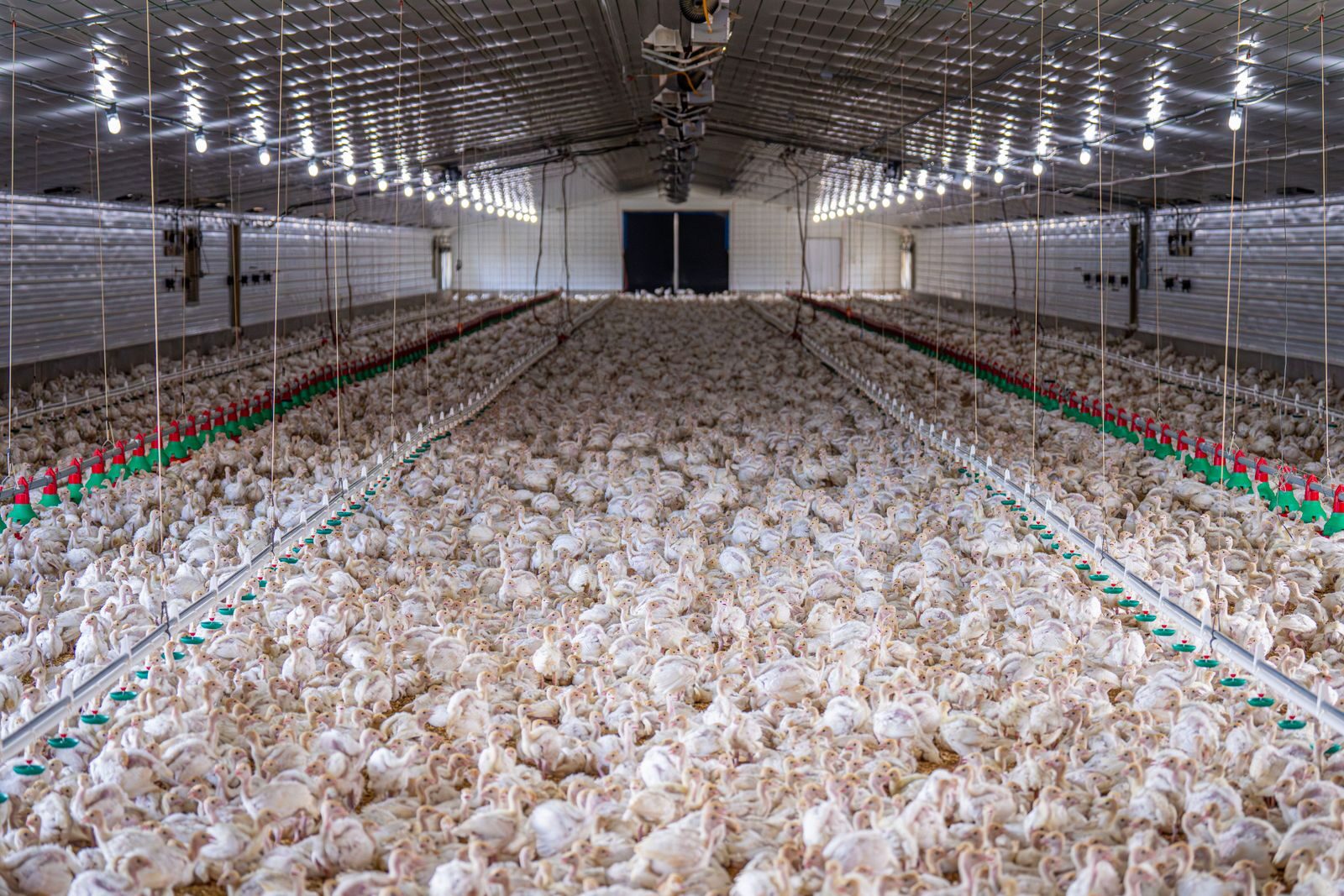 Commercial poultry flock inside a ventilated production house