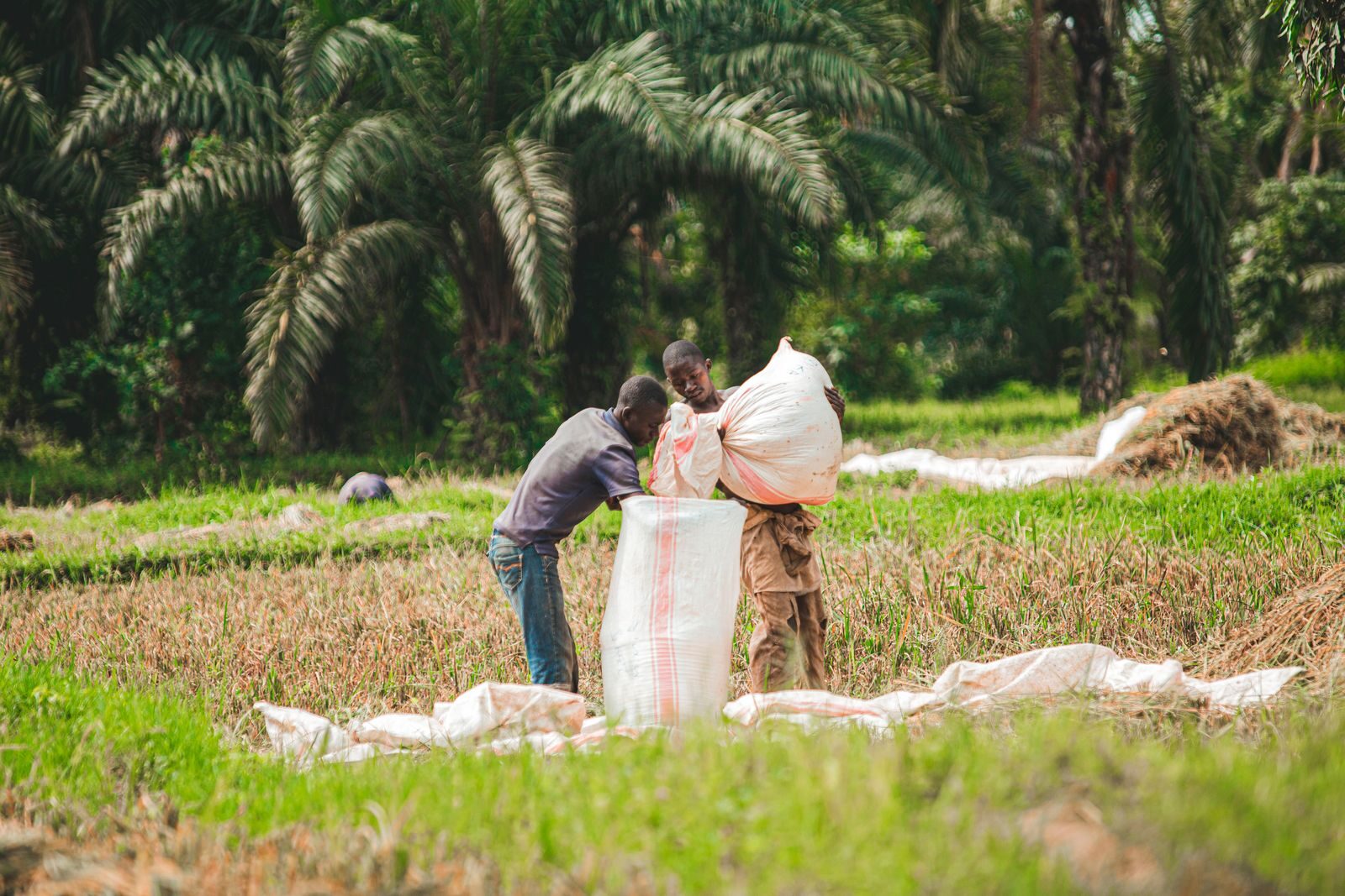 Farm workers filling and handling produce sacks