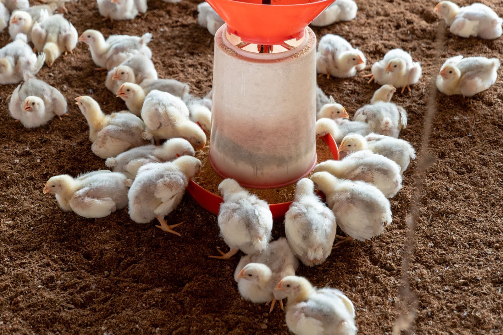 Commercial broiler flock gathered around a feeder