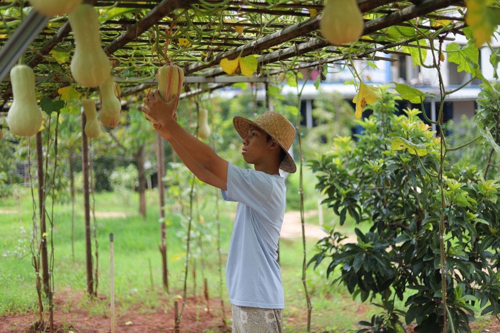 Farmer harvesting mature butternut squash under a trellis