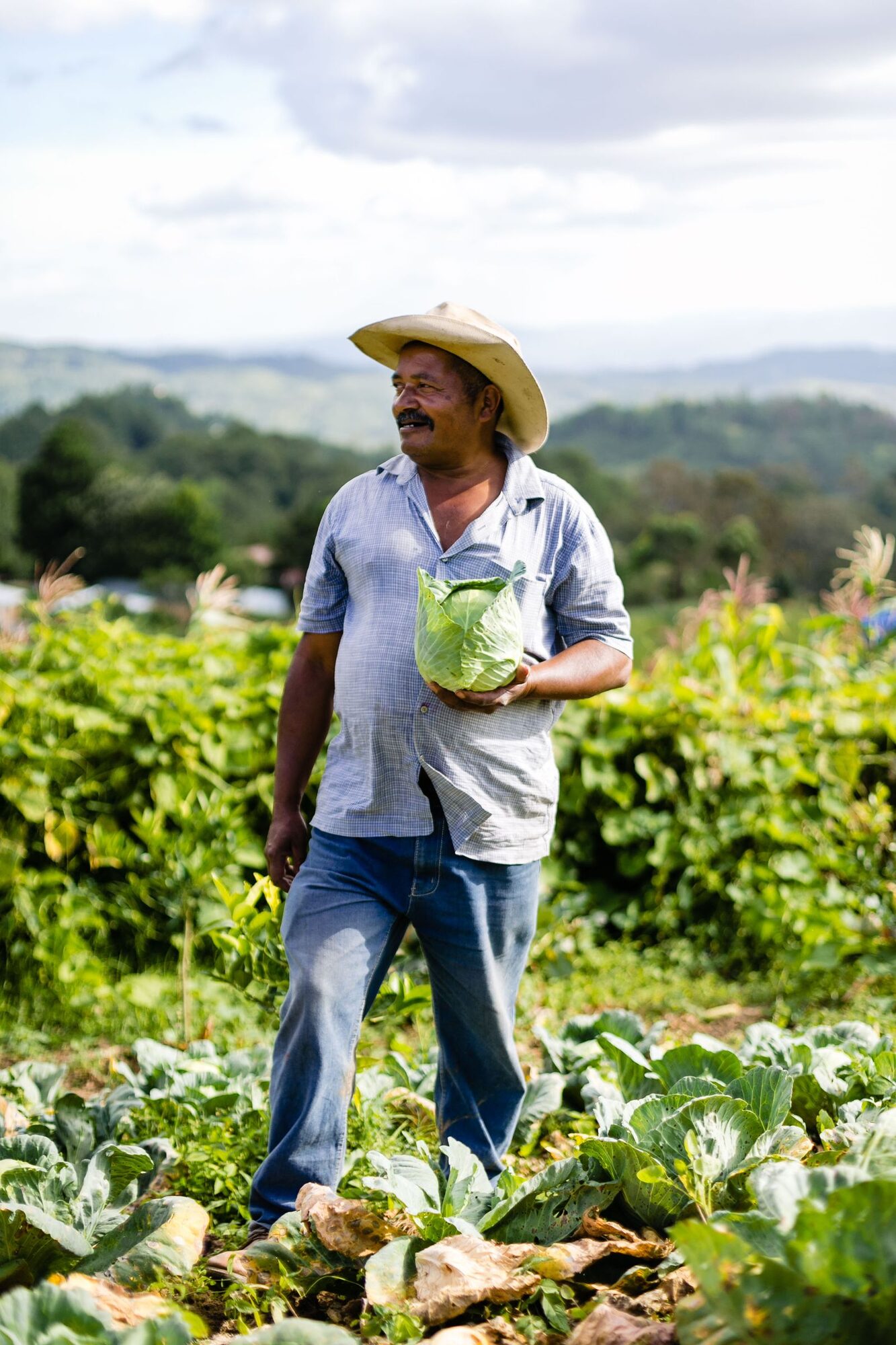 Farmer holding a freshly harvested green cabbage