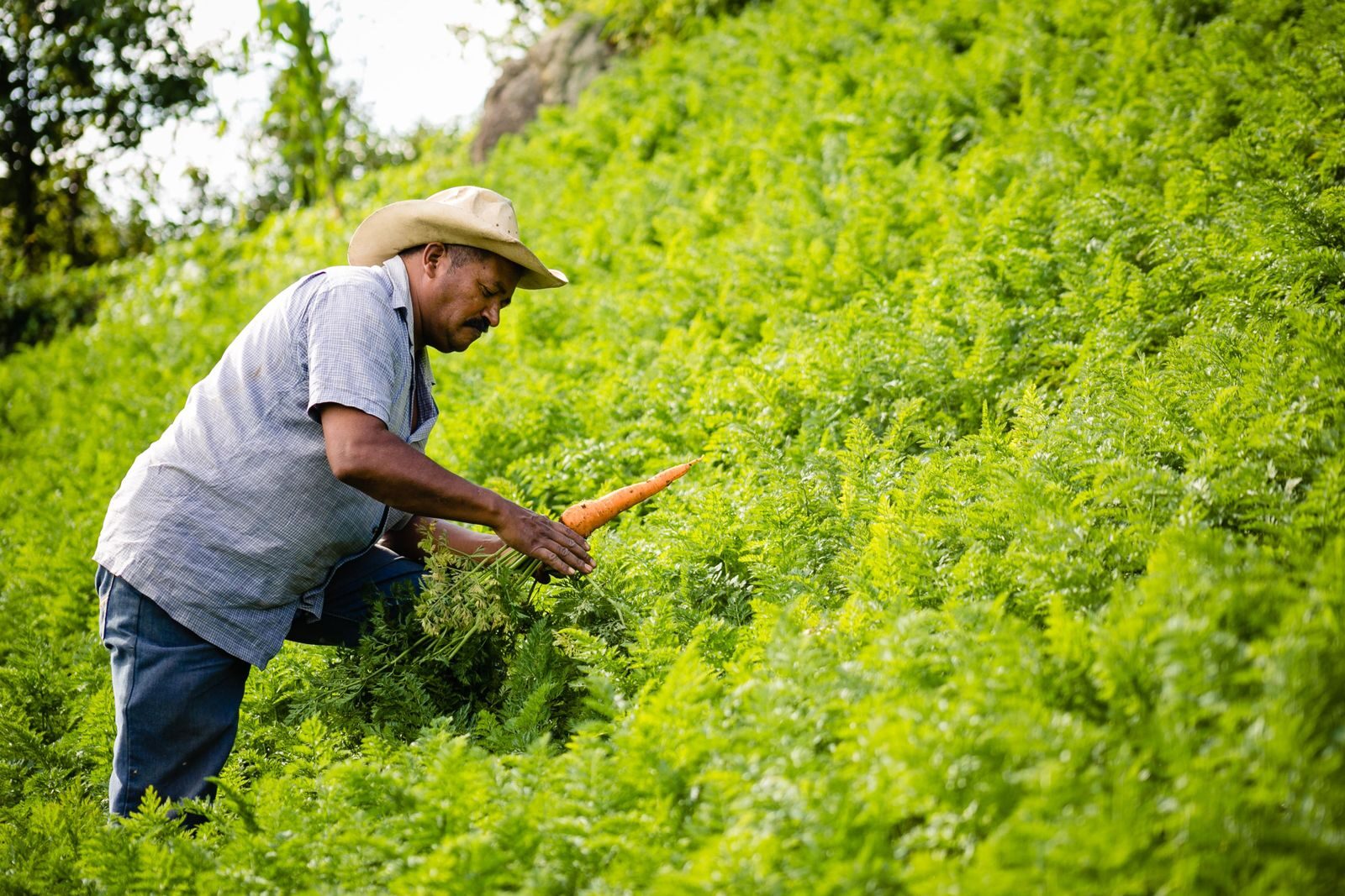 Farmer lifting mature carrots from a commercial field