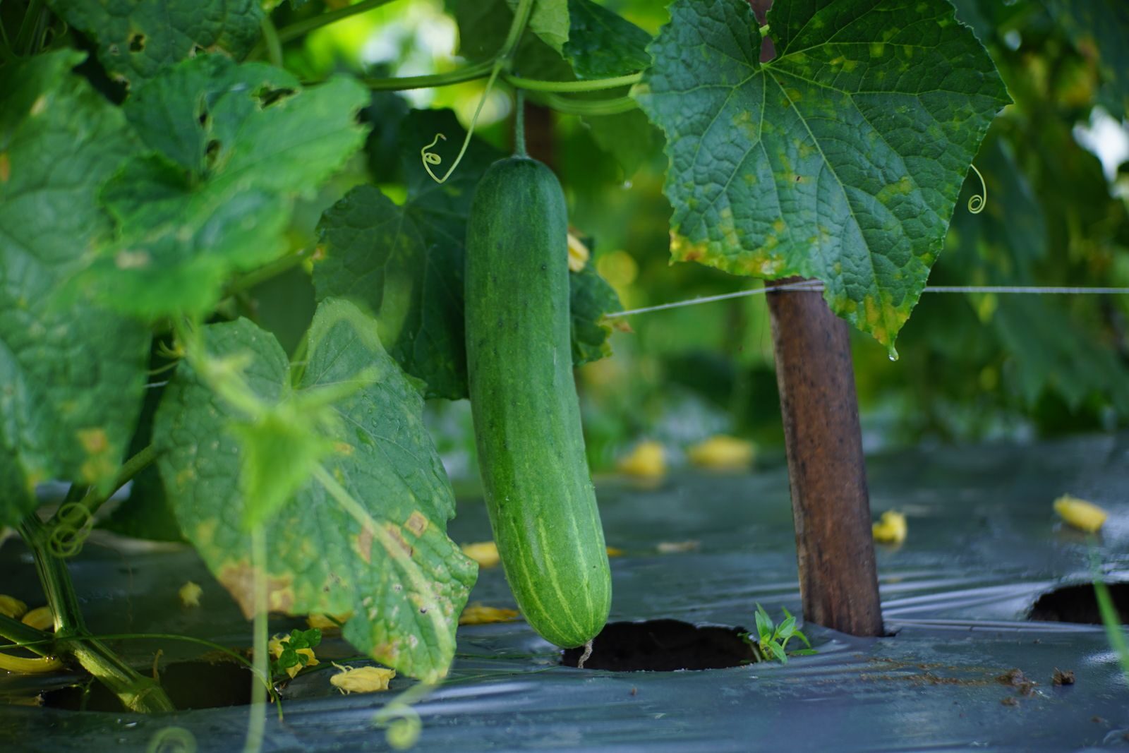 Fresh cucumbers growing on supported vines