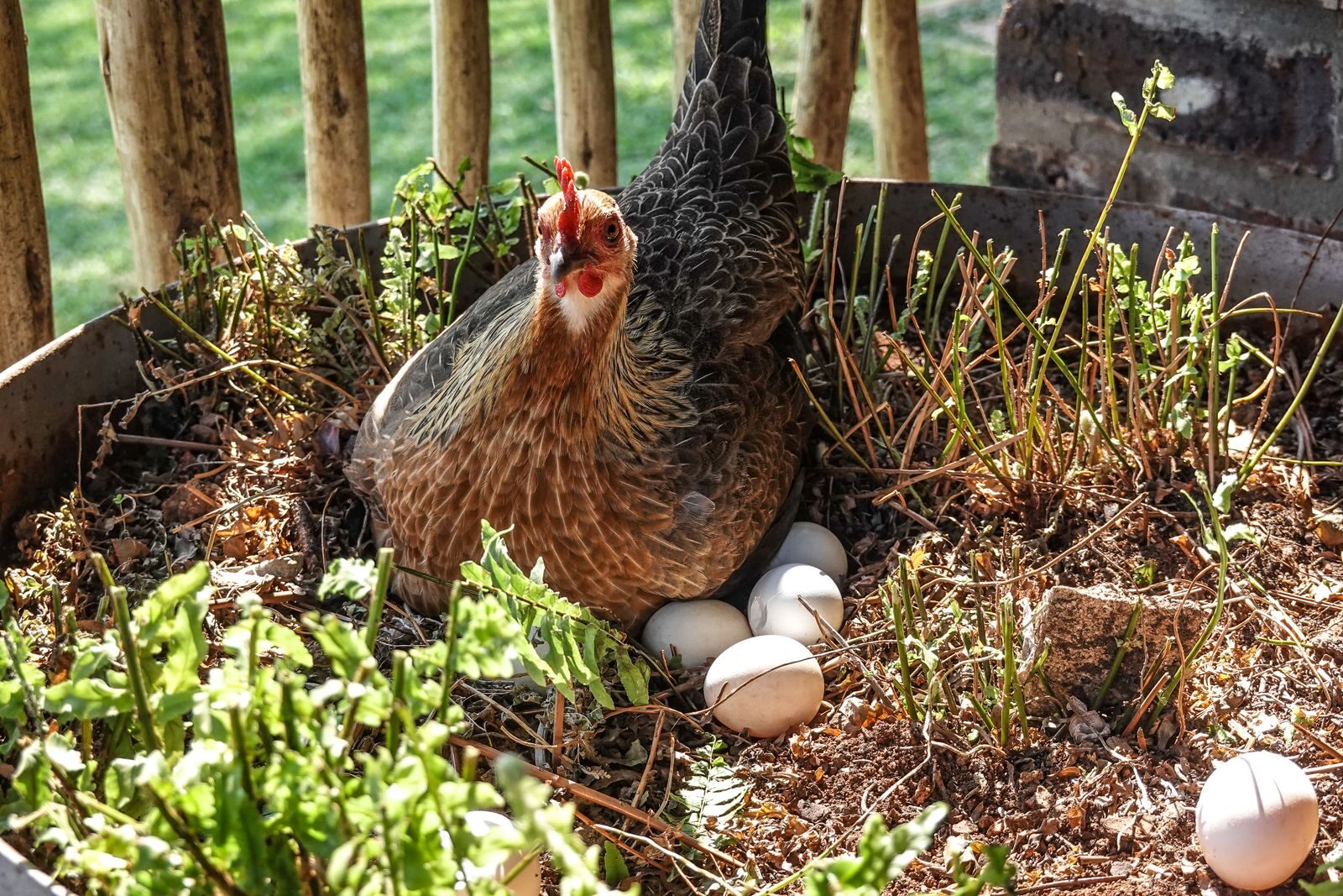 Healthy laying hen beside clean freshly laid eggs