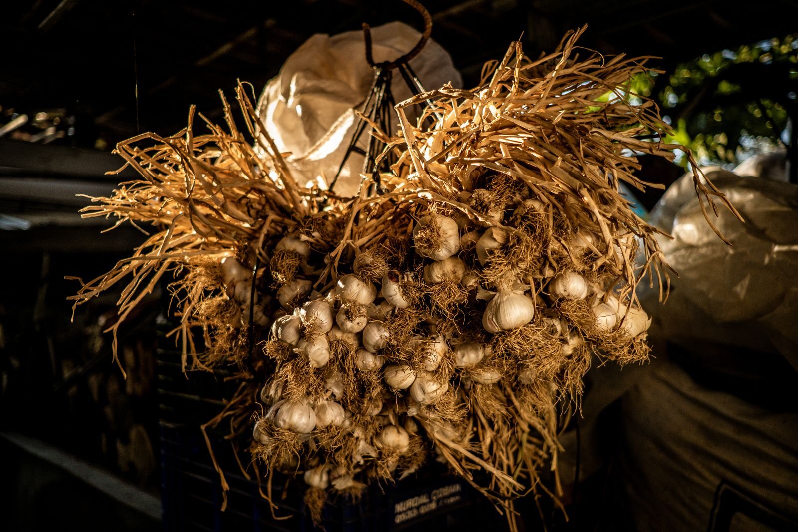 Freshly harvested garlic bulbs with roots and stems intact