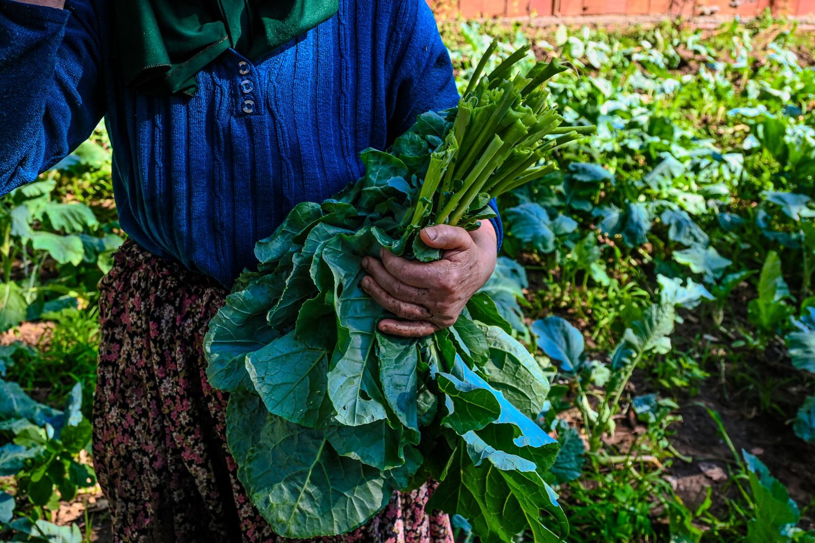 Farmer gathering freshly harvested kale-type leafy vegetables