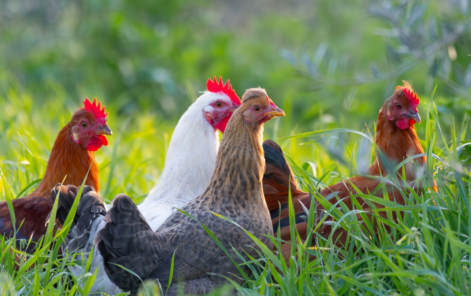 Free-range chickens foraging naturally on grass
