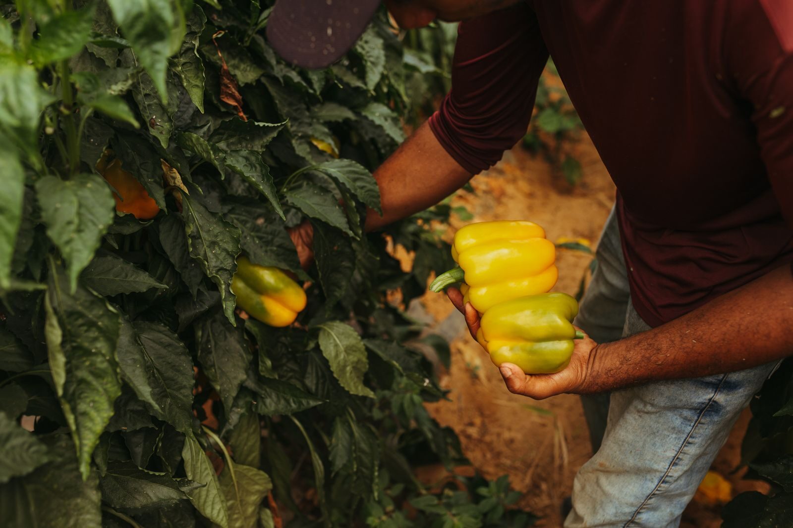 Farmer harvesting yellow sweet peppers from healthy plants