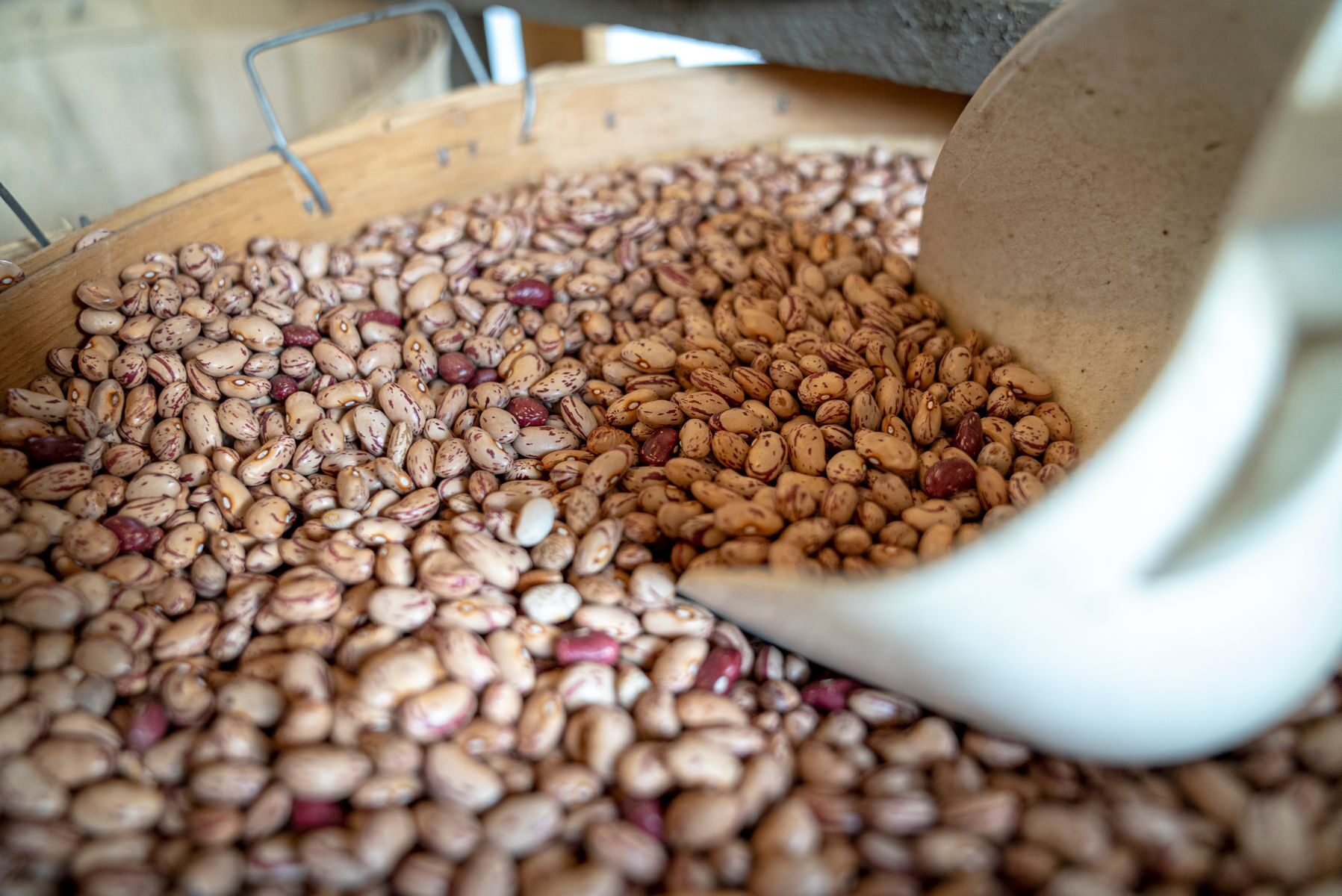 Red and white sugar beans shown in close detail