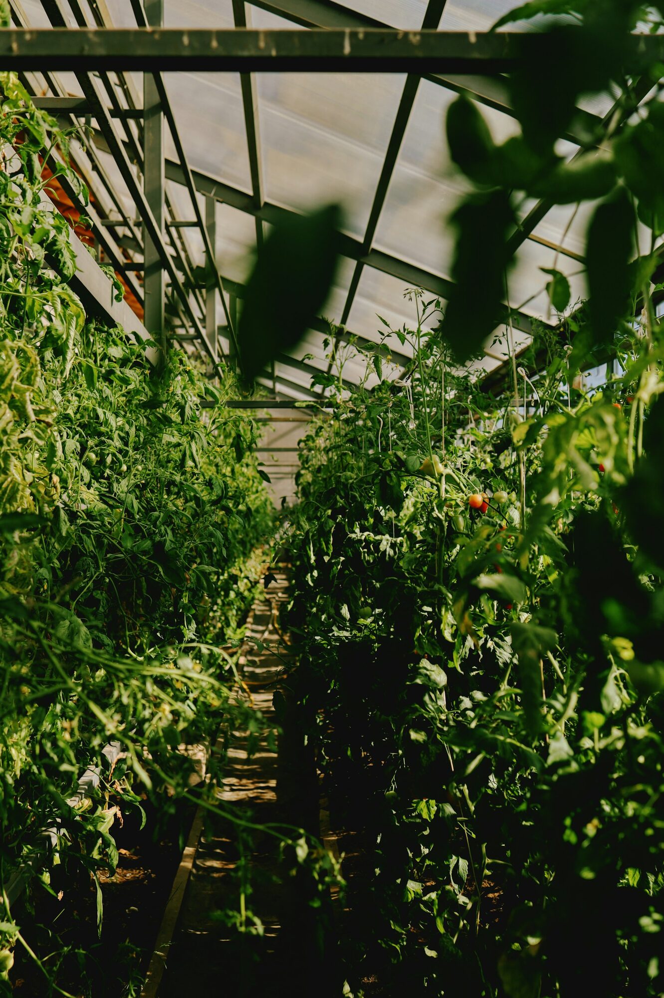 Healthy tomato plants developing in protected rows